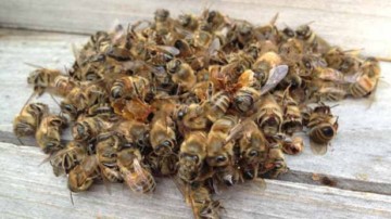 Лечение аденомы простаты пчелиным подмором: использование эффективного народного средства