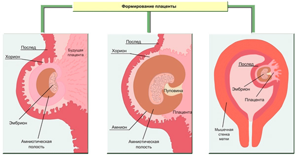 Процесс формирования плаценты