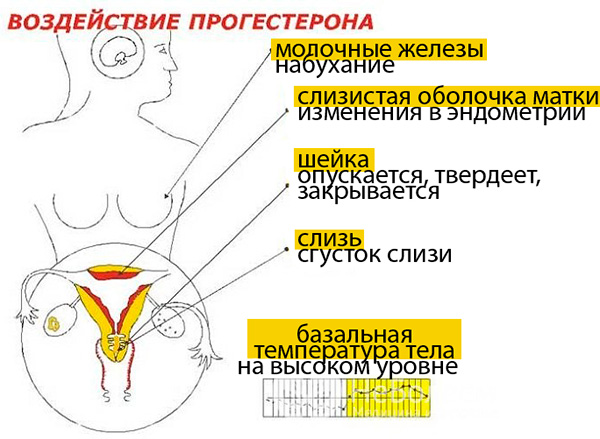 Действие прогестерона на женский организм 