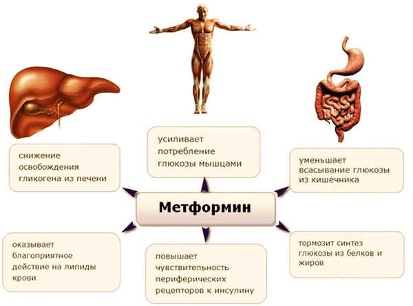 Влияние Метформина на организм