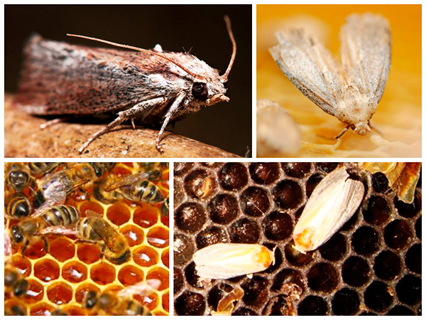 Настойка из личинок пчелиной моли не способна избавить от опухоли