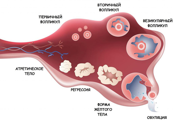 Процесс созревания яйцеклетки в течение цикла