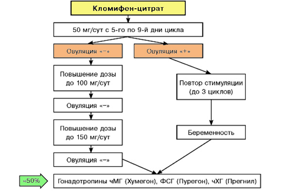 Стимуляция кломифен-цитратом (схема приема)