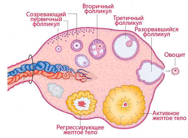 Процессы, происходящие в яичнике в течение менструального цикла