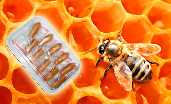 Продукты пчеловодства для лечения гинекологических заболеваний